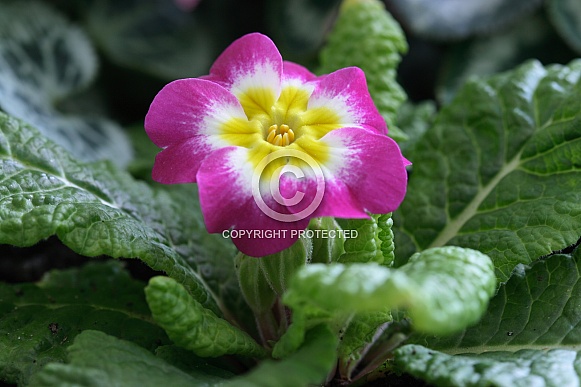 Single Primrose Flower