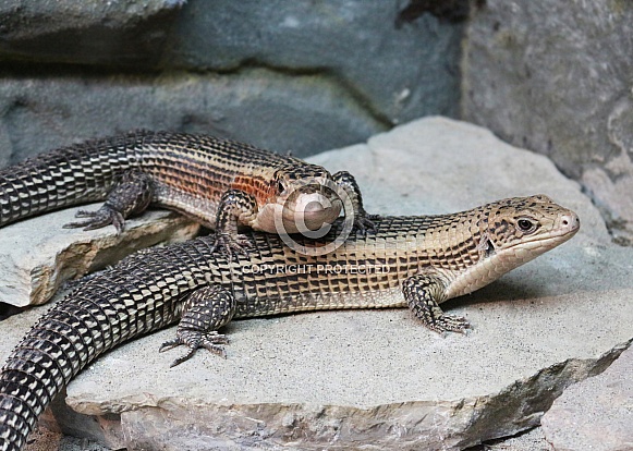 Sudan Plated Lizards