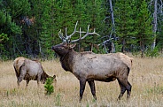 Bull Elk with Cow