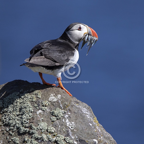 Atlantic Puffin