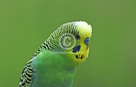 Budgerigar