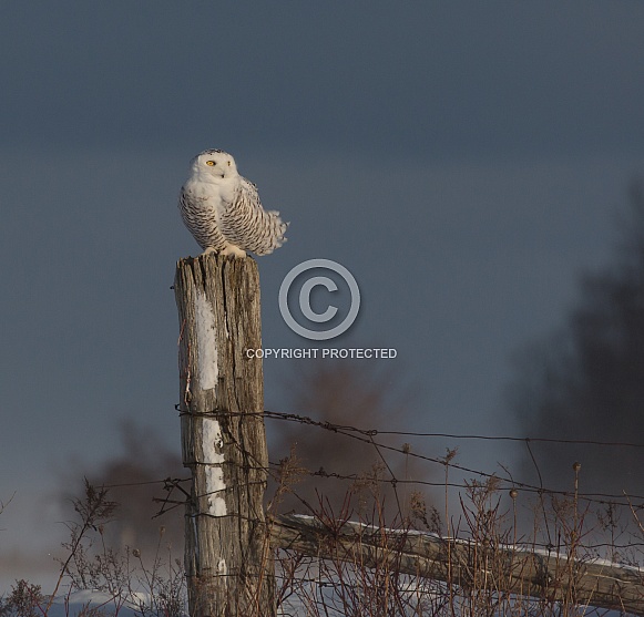 Female Snowy Owl on a Fence Post Female Snowy Owl on a Fence Post