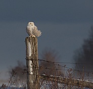 Female Snowy Owl on a Fence Post