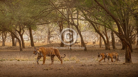 Beautiful tiger in the nature habitat. Tiger pose in amazing light. Wildlife scene with wild animal. Indian wildlife. Indian tiger. Panthera tigris tigris.
