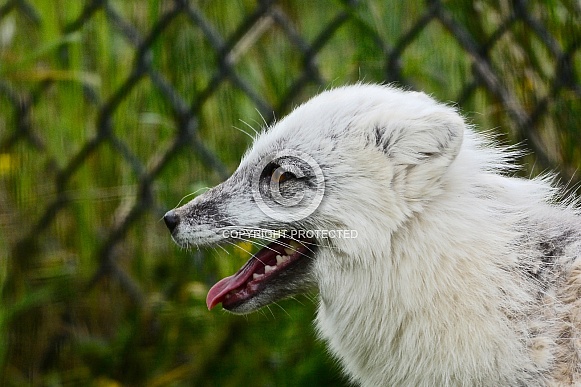 Arctic Fox