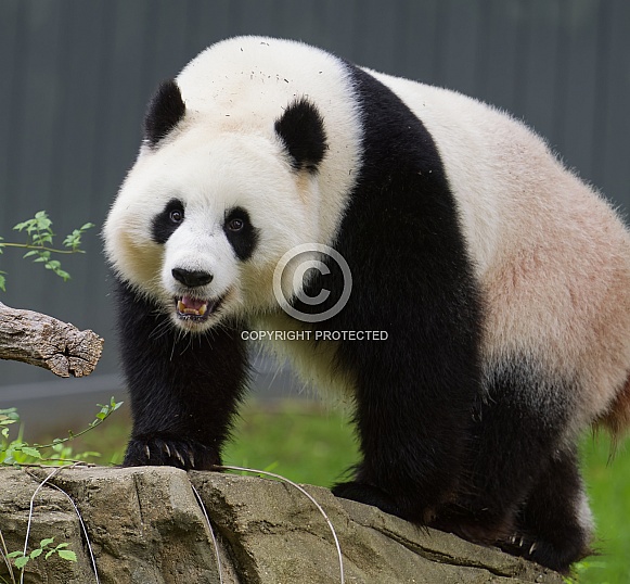 Giant Pandas