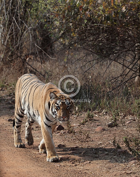 Bengal Tiger