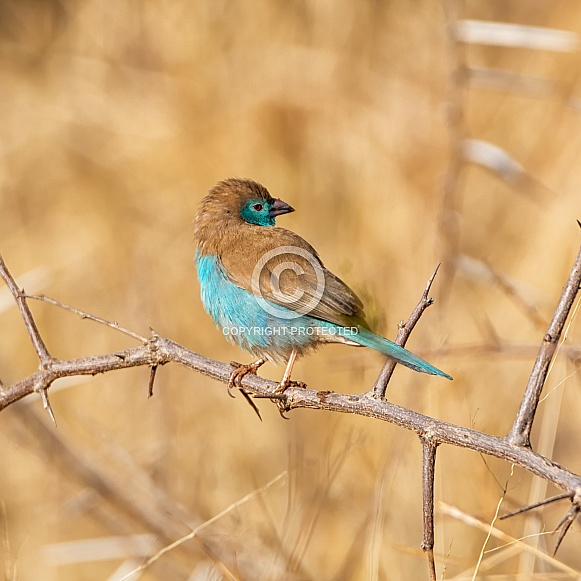 Blue Waxbill