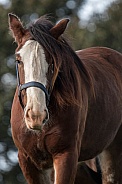 Shire Horse - close up