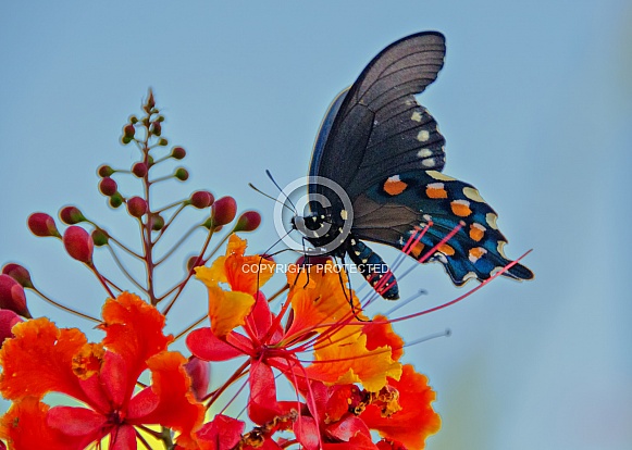Butterfly - Pipevine Swallowtail