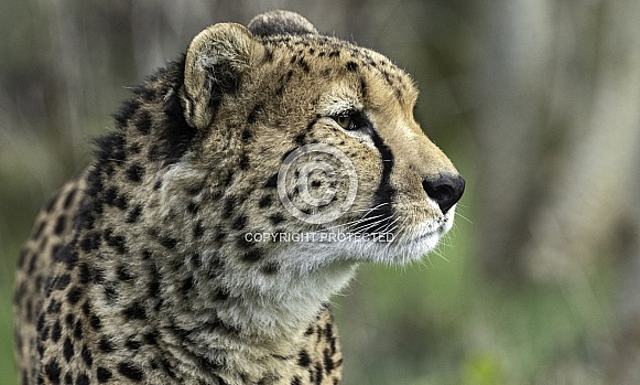 Cheetah Side Profile Close Up