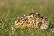 Hare
