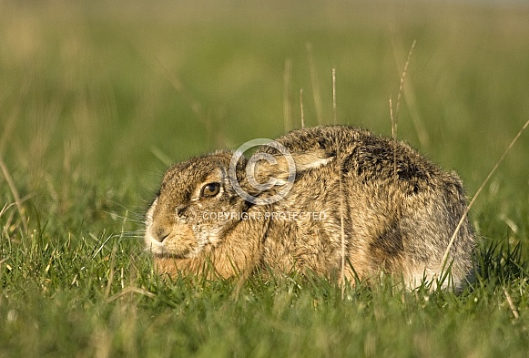Hare Hare