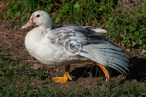 Muscovy Duck