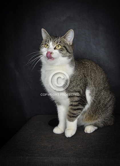 Mystery Cat Mystery Cat