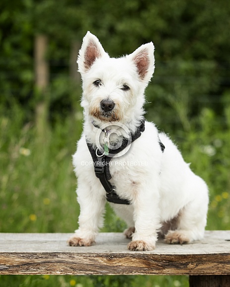 West Highland Terrier