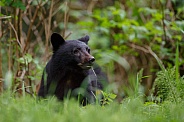 Black Bear