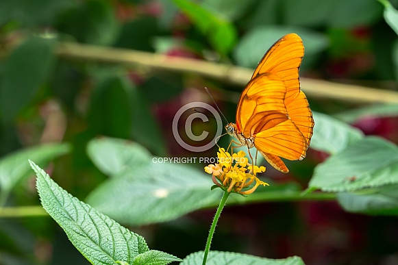 Dryas Iulia / Julia butterfly
