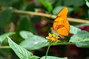 Dryas Iulia / Julia butterfly