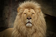Closeup Lion