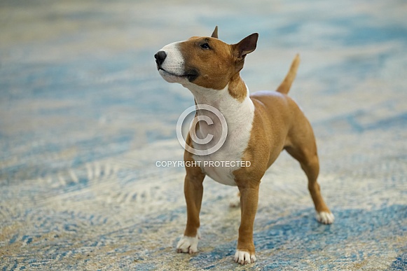 Miniature bull terrier standing in a ring