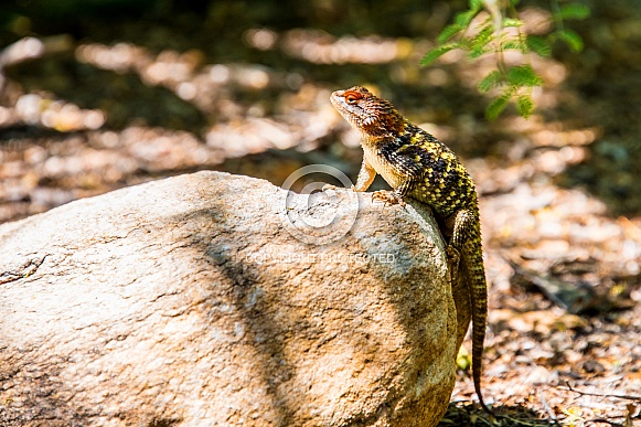 Desert Spiny Lizard