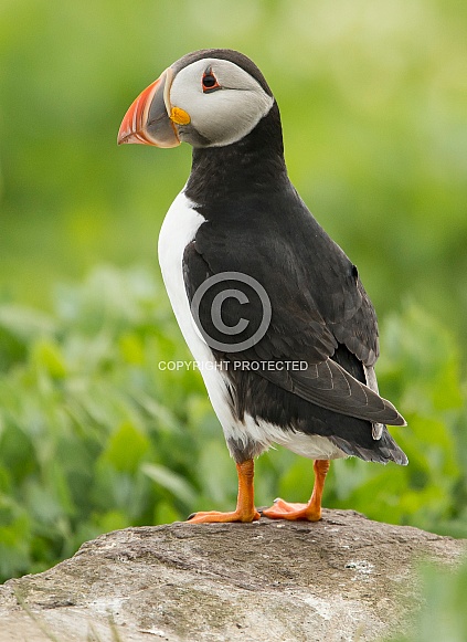 Puffin Puffin