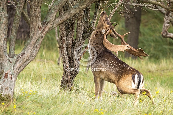 Fallow Deer Fallow Deer
