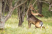 Fallow Deer