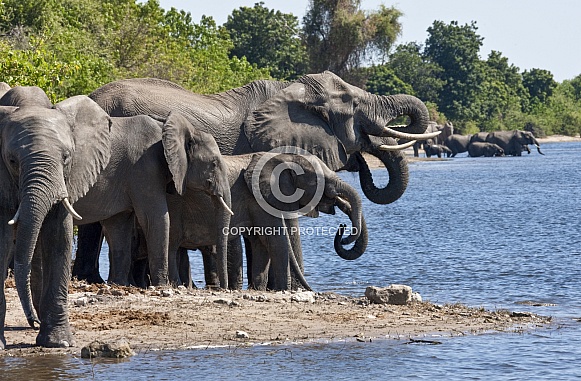 African Elephants - Chobe River - Botswana African Elephants - Chobe River - Botswana