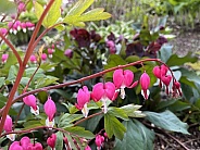 Bleeding Heart