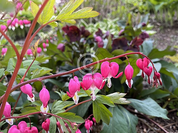 Bleeding Heart