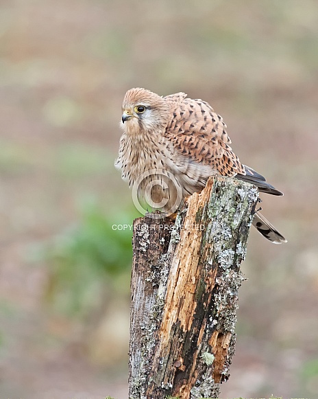 Female Common Kestrel Shaking