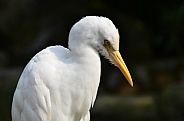 Buffalo Egret
