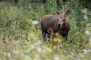 The moose or elk (Alces alces)