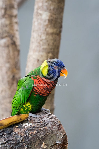 Rainbow Lorikeet Rainbow Lorikeet