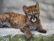 Cougar cub