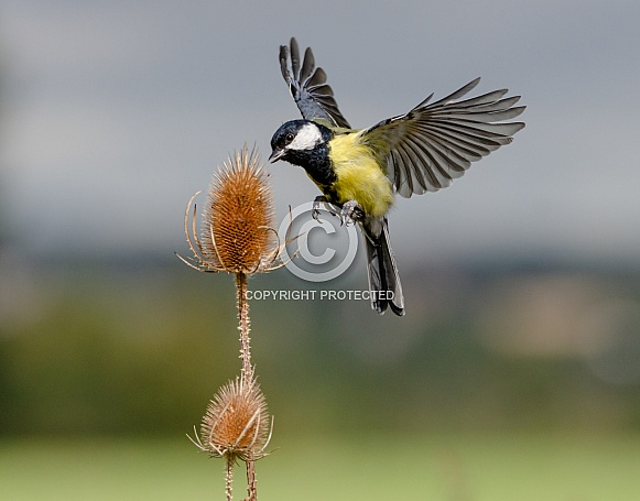A Great tit in flight A Great tit in flight