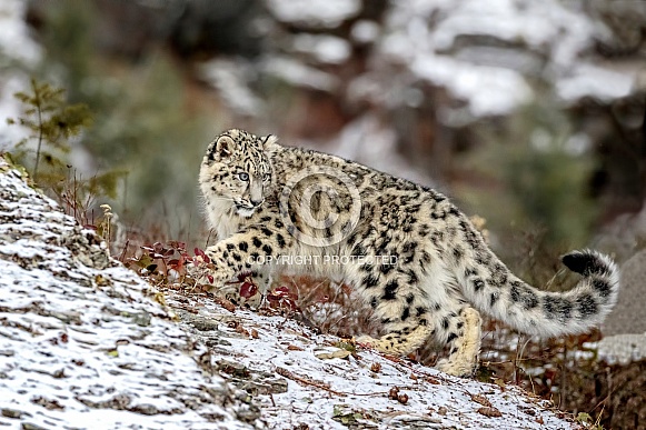 Snow Leopard-Ridgeline Snow Leopard Snow Leopard-Ridgeline Snow Leopard