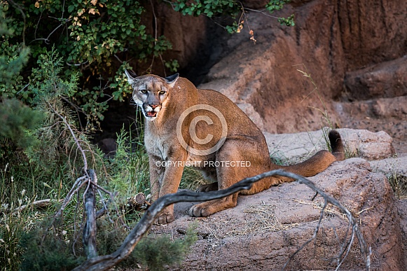 Mountain Lion