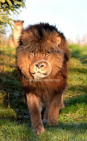 African Lion African Lion