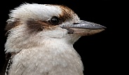 Kookaburra Close Up