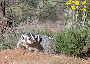 American badger Taxidea taxus