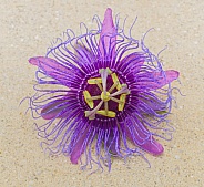 passionflower passiflora incarnata aka may pop or passion vine Isolated cutout on tan or beige background