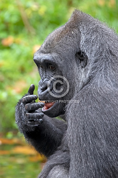 Western Lowland Gorilla (Gorilla Gorilla Gorilla)