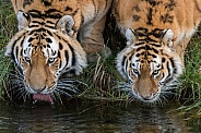 Siberian Tigers(Panthera Tigris Altaica)