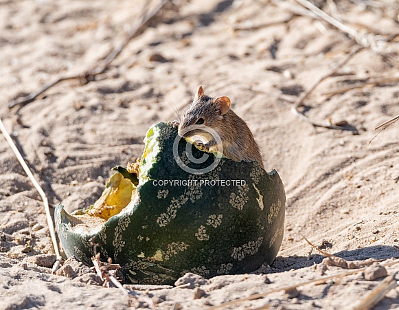 Striped Mouse Striped Mouse