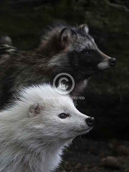 Raccoon Dog Raccoon Dog