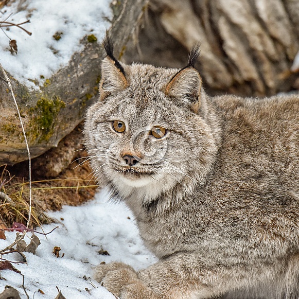 Canada Lynx