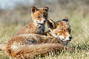 Red fox cub and mother